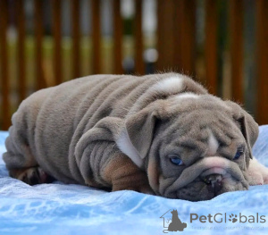 Photo №3. Englische Bulldogge Welpen zur Adoption. Germany