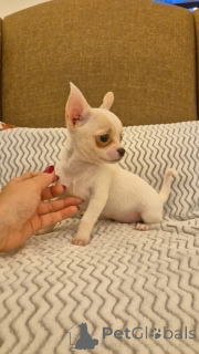 Photo №2 to announcement № 164727 for the sale of  - buy in Belgium 