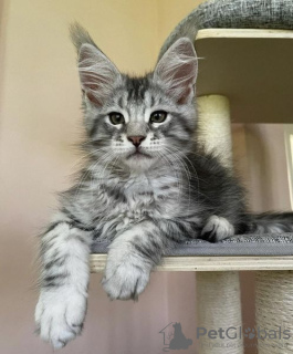 Photo №2 to announcement № 100384 for the sale of maine coon - buy in Germany 