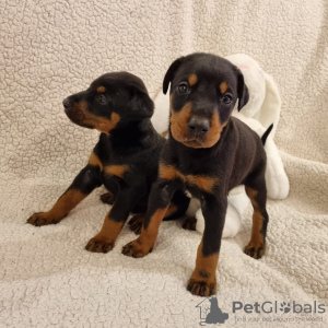 Photo №1. dobermann - for sale in the city of Gelsenkirchen | Is free | Announcement № 125185