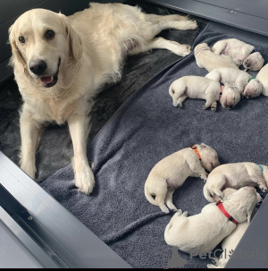 Photo №1. golden retriever - for sale in the city of Thalwil | 235$ | Announcement № 129247