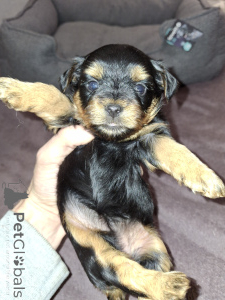 Photo №2 to announcement № 160160 for the sale of beaver yorkshire terrier, yorkshire terrier - buy in Latvia private announcement, from nursery, breeder