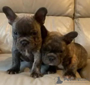 Photo №1. french bulldog - for sale in the city of Kiev | 450$ | Announcement № 18136