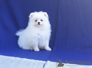 Photo №1. pomeranian - for sale in the city of Niksic | negotiated | Announcement № 124363