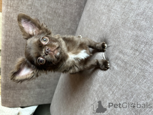 Photo №3. Chihuahua boy. Belarus