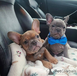 Additional photos: French bulldog