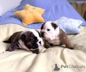 Photo №1. english bulldog - for sale in the city of Antwerp | Is free | Announcement № 172330
