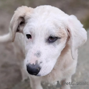 Photo №2 to announcement № 166540 for the sale of  - buy in Germany breeder