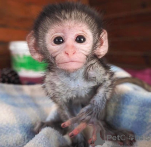 Photo №2 to announcement № 161307 for the sale of  - buy in Germany 