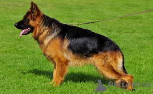 Photo №1. german shepherd - for sale in the city of Śrem | 1057$ | Announcement № 40221