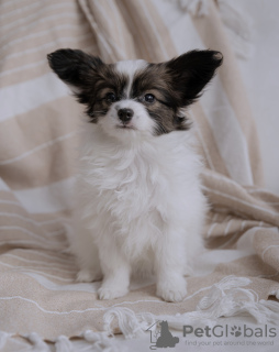 Photo №2 to announcement № 133544 for the sale of papillon dog - buy in Lithuania breeder