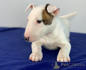 Photo №1. bull terrier - for sale in the city of Kishinev | negotiated | Announcement № 124380