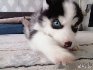 Photo №1. siberian husky - for sale in the city of Berlin | 568$ | Announcement № 162524