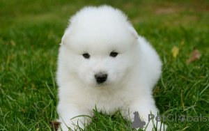 Photo №1. samoyed dog - for sale in the city of Berlin | 723$ | Announcement № 157348