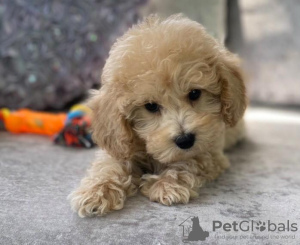 Photo №2 to announcement № 55716 for the sale of poodle (royal) - buy in Switzerland 