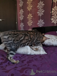 Photo №1. bengal cat - for sale in the city of Minsk | 475$ | Announcement № 7661