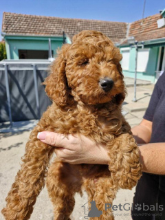 Photo №2 to announcement № 117237 for the sale of poodle (toy) - buy in Serbia breeder