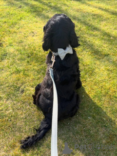 Photo №2 to announcement № 177477 for the sale of english cocker spaniel - buy in France private announcement