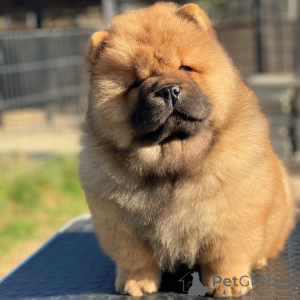 Photo №1. chow chow - for sale in the city of Alabama Port | 900$ | Announcement № 157407