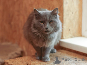 Photo №3. Zephyr the cat is looking for a home!. Russian Federation