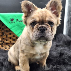 Photo №1. french bulldog - for sale in the city of Berlin | 465$ | Announcement № 166536