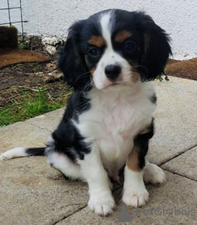 Photo №2 to announcement № 127155 for the sale of cavalier king charles spaniel - buy in Germany private announcement