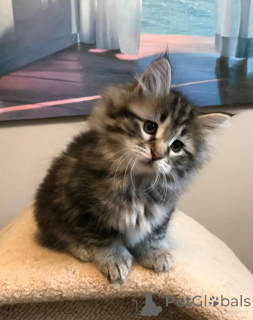 Photo №1. maine coon - for sale in the city of Warsaw | 516$ | Announcement № 168353