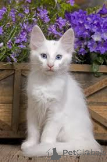 Photo №2 to announcement № 164075 for the sale of turkish angora - buy in Finland private announcement, breeder