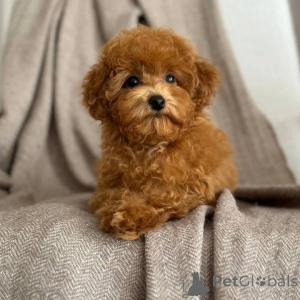 Photo №1. poodle (toy) - for sale in the city of Helsinki | 1032$ | Announcement № 163134