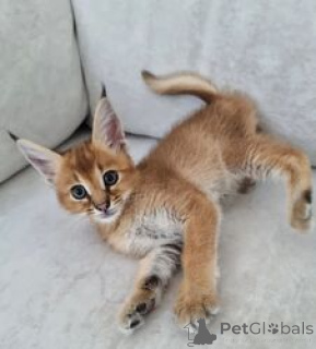 Photo №4. I will sell caracal in the city of Nuuk. breeder - price - negotiated