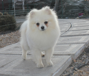 Additional photos: A charming, creamy boy with a perspective looking for exhibition pens.