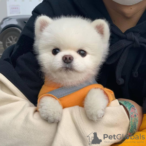 Photo №2 to announcement № 24185 for the sale of pomeranian - buy in Austria private announcement