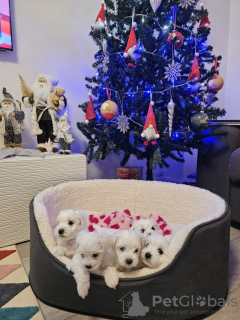 Photo №2 to announcement № 131463 for the sale of bichon frise - buy in Belgium private announcement, breeder