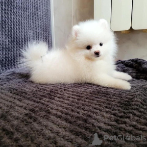 Photo №2 to announcement № 58914 for the sale of pomeranian - buy in Switzerland private announcement
