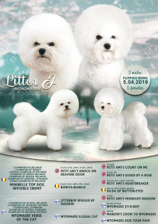 Additional photos: ? Record on puppies Bichon Frize from manufacturers of champions