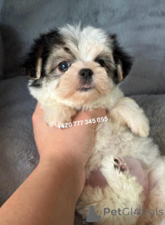 Photo №2 to announcement № 135896 for the sale of maltipu - buy in Germany breeder