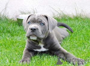 Photo №3. Purebred English Blue Staffy puppies. United States
