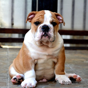 Additional photos: English bulldog, top breed