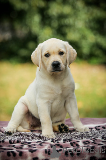 Additional photos: High quality Labrador Retriever puppies