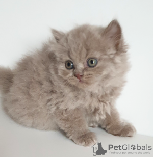 Additional photos: British longhair cat lilac babyboy - Father is World Champion