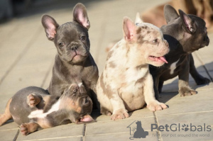 Additional photos: FRENCH BULLDOG - exotic colors