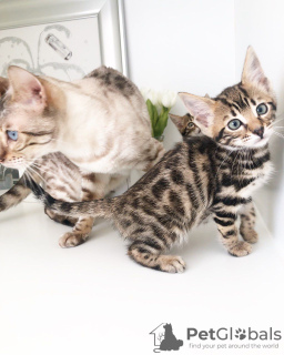 Photo №2 to announcement № 65679 for the sale of bengal cat - buy in Norway private announcement, from nursery
