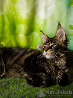Photo №2 to announcement № 18365 for the sale of maine coon - buy in Russian Federation from nursery