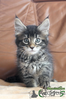 Photo №1. maine coon - for sale in the city of St. Petersburg | 636$ | Announcement № 7184