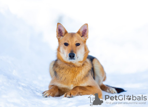 Photo №1. non-pedigree dogs - for sale in the city of Москва | Is free | Announcement № 32399
