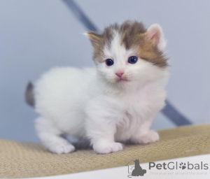Photo №1. munchkin - for sale in the city of Jettingen | 329$ | Announcement № 151871