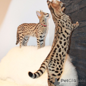 Additional photos: Caracal and Serval kittens available