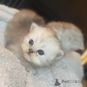 Photo №1. persian cat - for sale in the city of GINSHEIM-GUSTAVSBURG | 392$ | Announcement № 167269