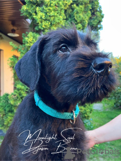 Photo №4. I will sell giant schnauzer in the city of Minsk. from nursery - price - negotiated