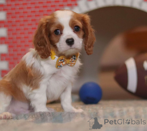 Photo №4. I will sell cavalier king charles spaniel in the city of Aqua. private announcement - price - 495$